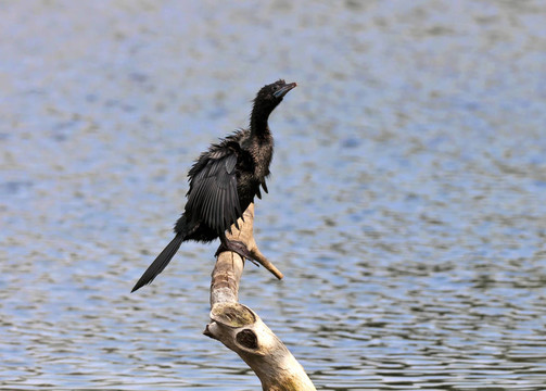 鳥；黑頸鸕鶿；Phalacrocorax niger；曬太陽；每