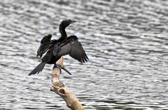 鳥；黑頸鸕鶿；Phalacrocorax niger；曬太陽；每