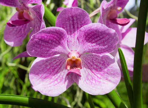 春天花園里盛開(kāi)的蘭花