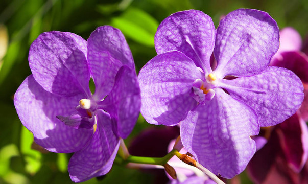 春天花園里盛開(kāi)的蘭花