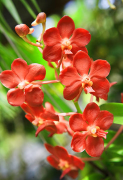 春天花園里盛開的蘭花