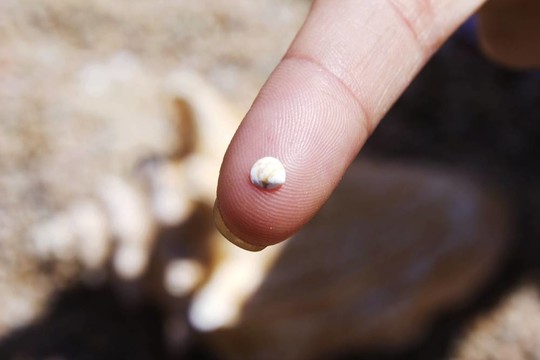 小貝殼