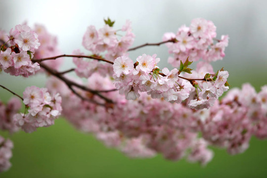 櫻花