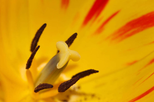 郁金香花內(nèi)部細(xì)節(jié)