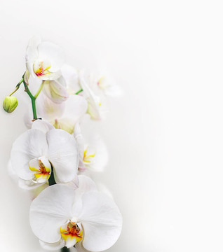 白蘭花