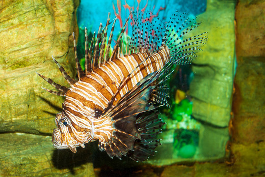 獅子魚