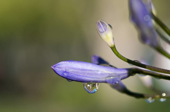 紫色花蕾水滴