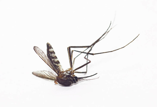 死蚊子