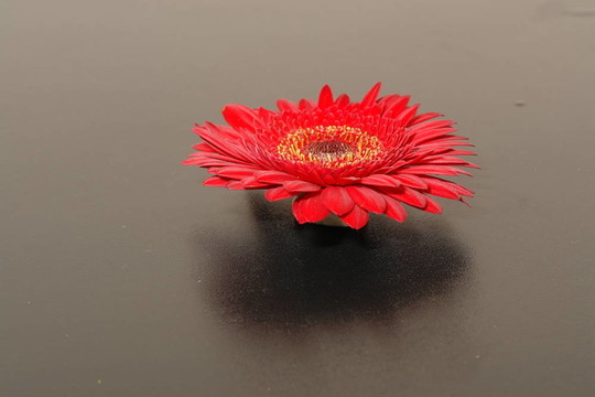 非洲菊