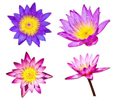 白色背景上的蓮花