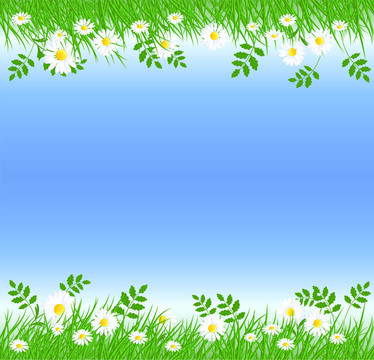 綠色的草camomiles