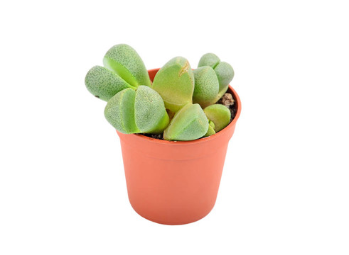 綠色的肉質(zhì)植物，生石花；孤立在白色背景