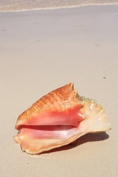 異國(guó)情調(diào)的海灘上的貝殼