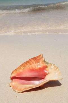 異國情調(diào)的海灘上的貝殼