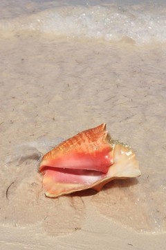 異國情調(diào)的海灘上的貝殼