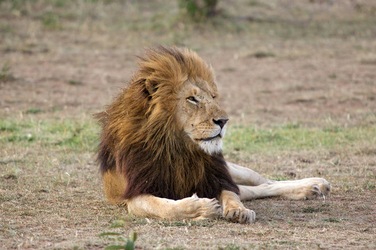 獅子（Panthera leo）