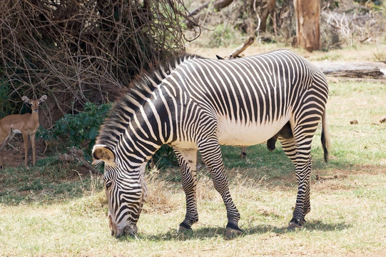 細(xì)紋的斑馬（Equus grevyi）