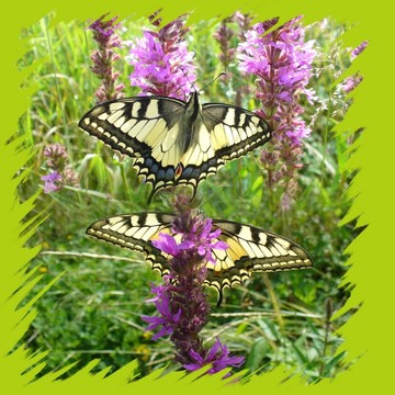 蝴蝶- Papilio machaon