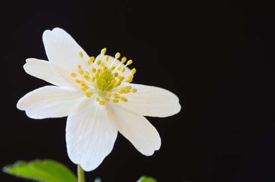 銀蓮花光果