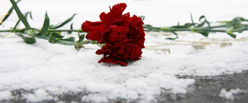 雪中花