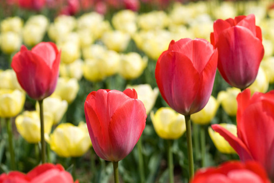 郁金香花田