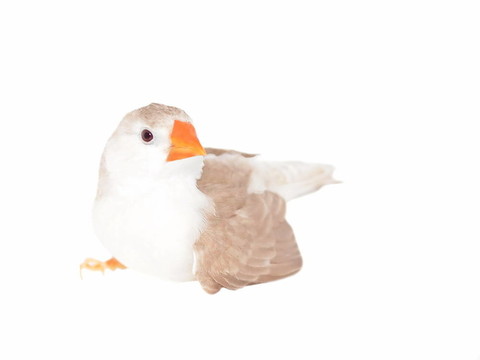 斑馬Finch（女）；分離