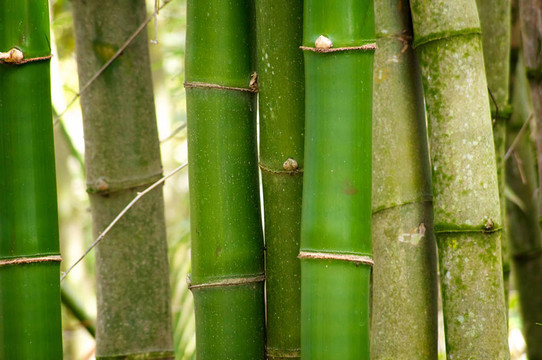 竹子特寫(xiě)