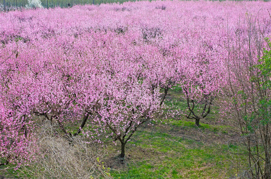 盛開(kāi)的桃花樹(shù)