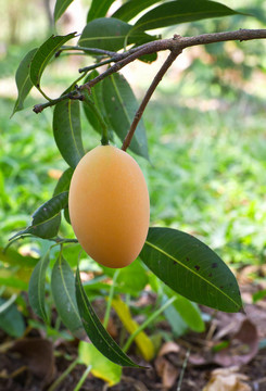 Maprang（泰國水果）
