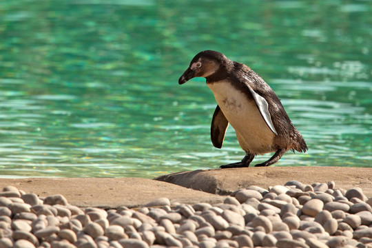 Humboldt Penguin蹣跚