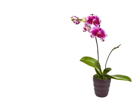 盆栽蘭花