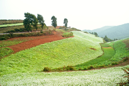 Yunnan Hani Terrace；中國