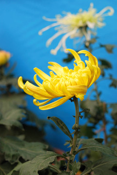 菊花