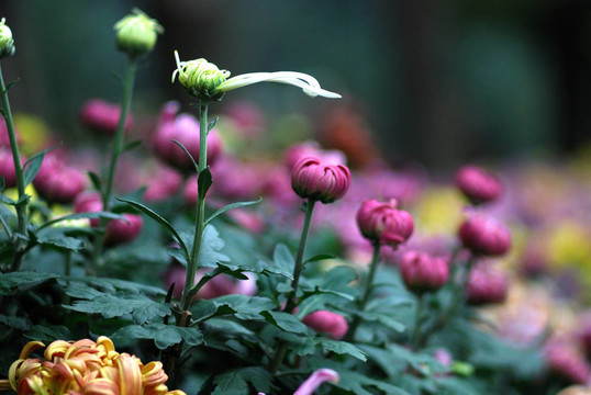 菊花