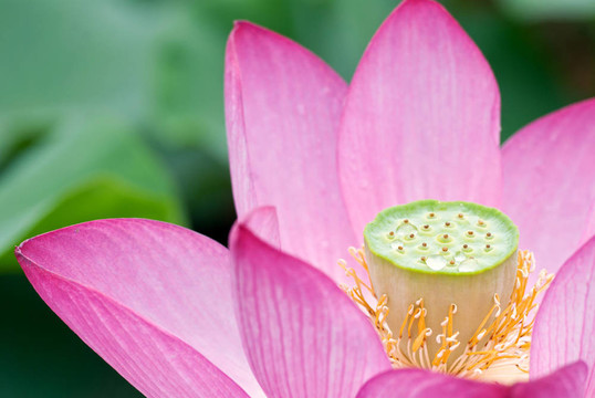 荷花盛開(kāi)。