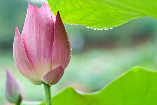 蓮花雨