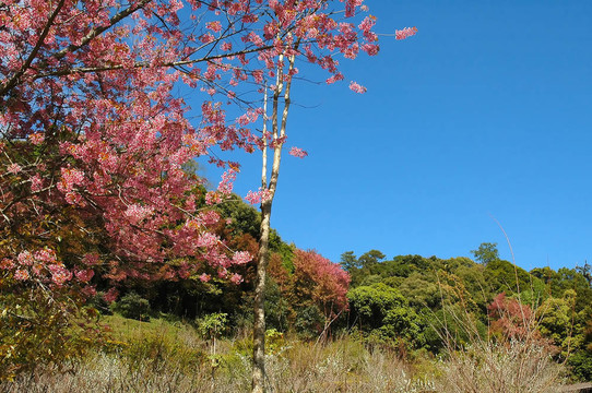 粉紅色的花雙龍貝國家公園