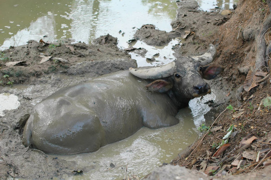 水牛