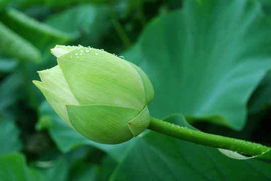蓮花花蕾