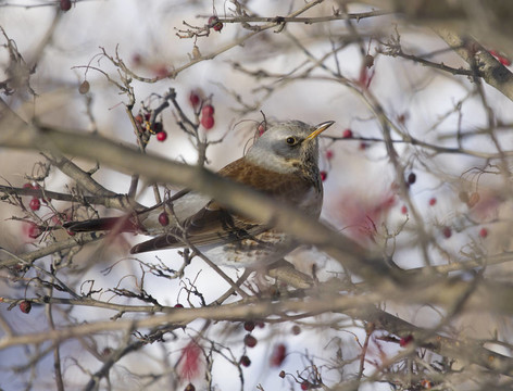 Fieldfare Blackbird坐在一棵山楂樹(shù)。