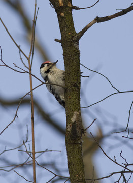 小斑點(diǎn)woodpecker-1。