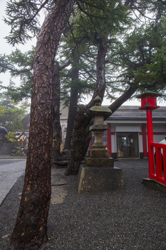 富士山神社古樹