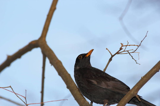 男性的黑鳥
