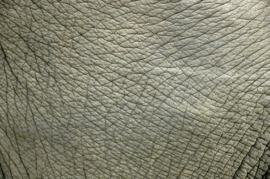 大象皮
