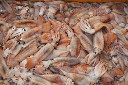 魷魚