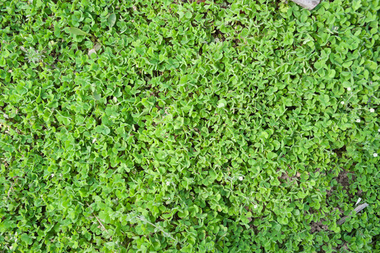 青草地