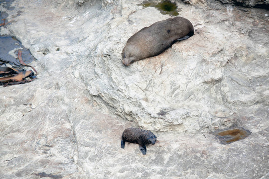 新西蘭海狗（學(xué)名Arctocephalus forsteri）和嬰兒