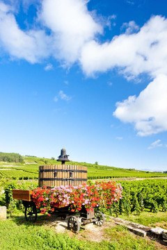 Cote de Beaune Pommard附近的葡萄園；勃艮第產(chǎn)區(qū)；法國