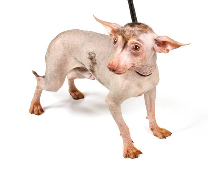 中國冠毛犬幼犬