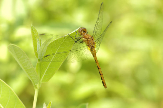 女黃腿meadowhawk